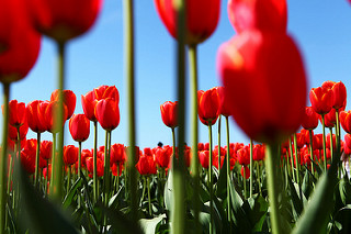 tulip-festival