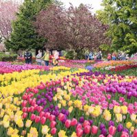 tulips